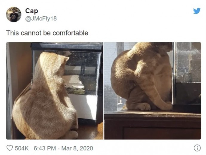 Funny Cat Memes That Will Definitely Make Your Day Better