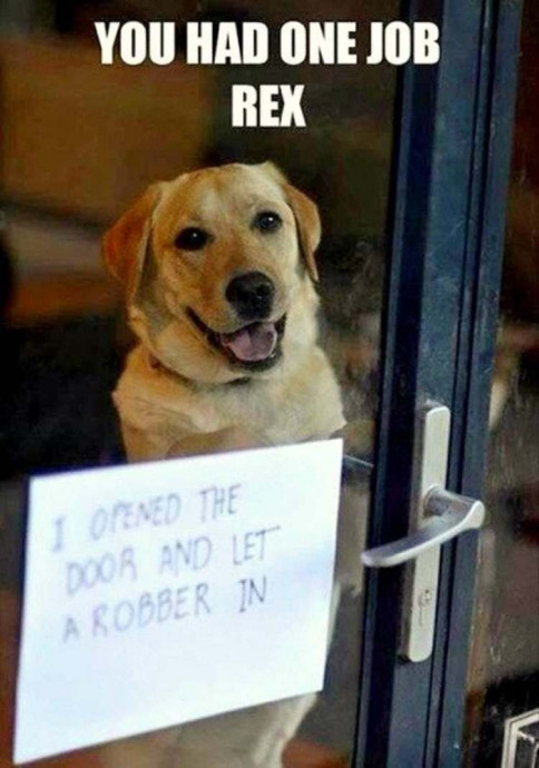 Incredibly Funny Dog Memes to Have a Great Day