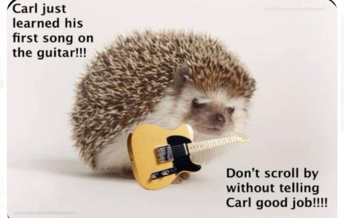 Wonderful Hedgehog Memes to Scroll Through