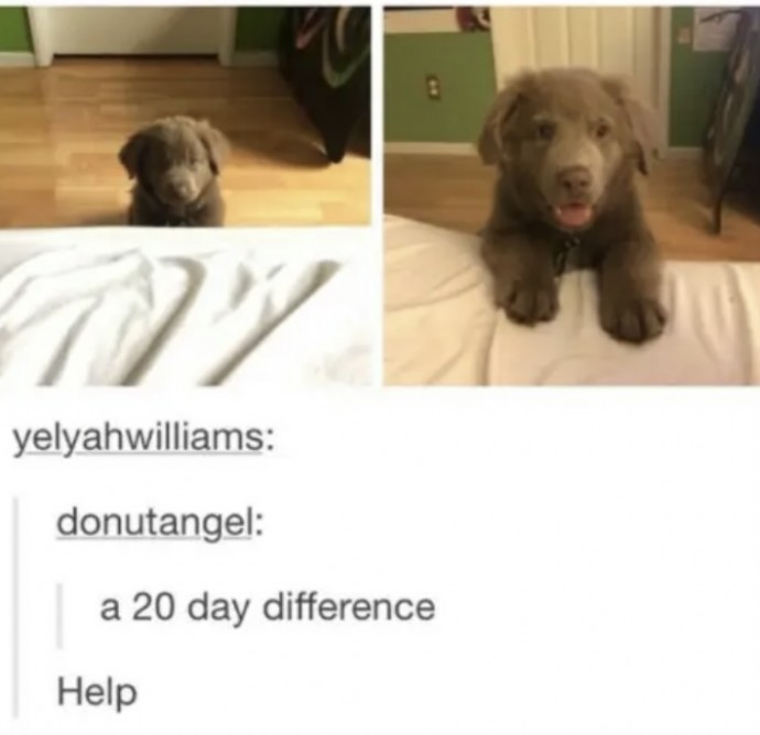 Tumblr Posts About Puppies and Kittens That'll Make Your Day Instantly Better