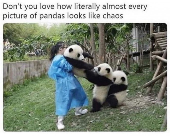 How about some pandas?