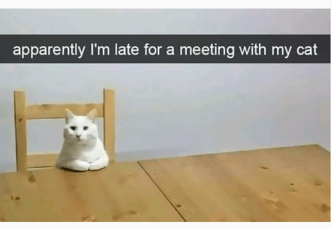 High Quality Cat Memes to Maintain Your Good Mood