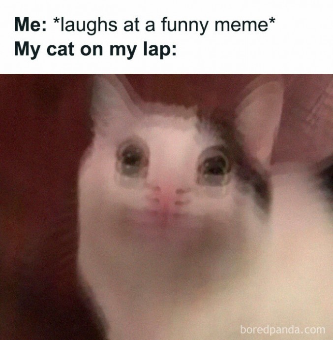 Spot on Memes You Wish You Could Tag Your Cat In