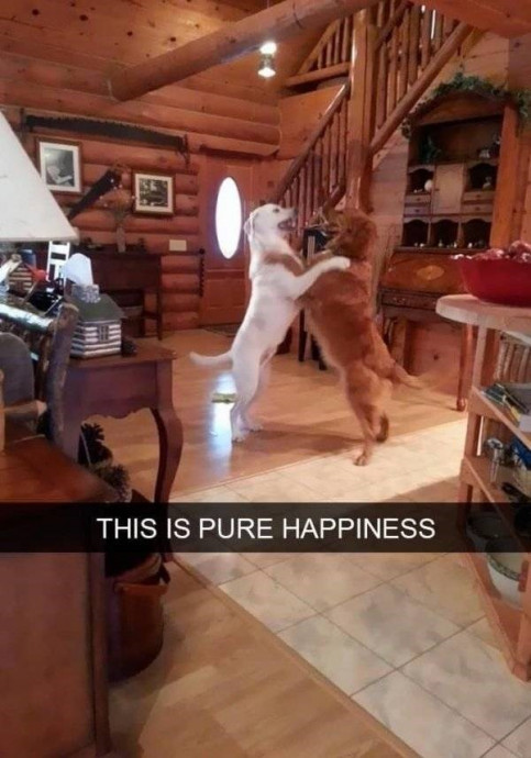 Funny Doggies Snaps That’ll Entertain You