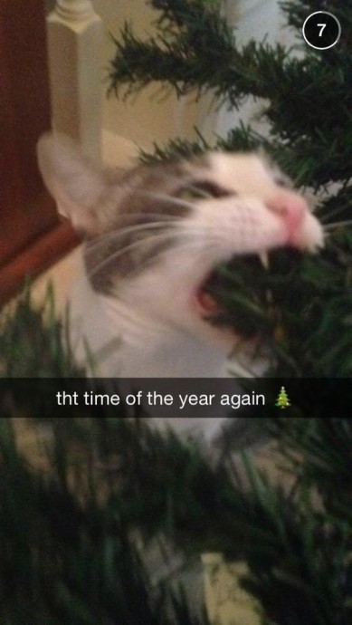 Hilarious snapchats of pets trying to get into the Christmas spirit