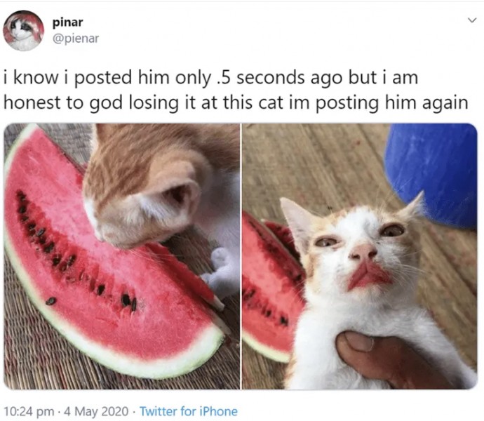 Funny Cat Memes That Will Definitely Make Your Day Better