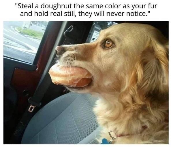 Wonderful Dog Memes on Their Way to Cheer You Up