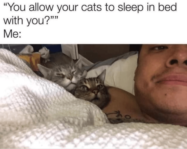 High Quality Cat Memes to Maintain Your Good Mood