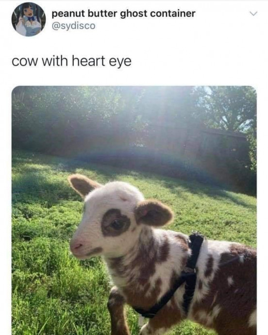 The Most Wholesome Animal Memes