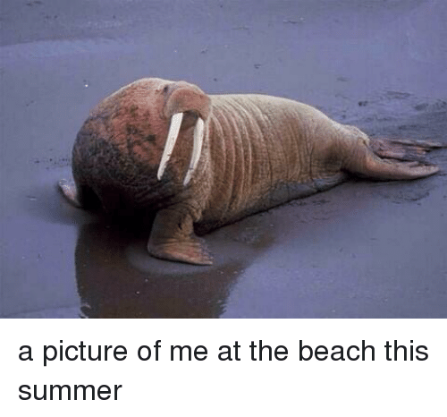 Funny Beach Memes for You!