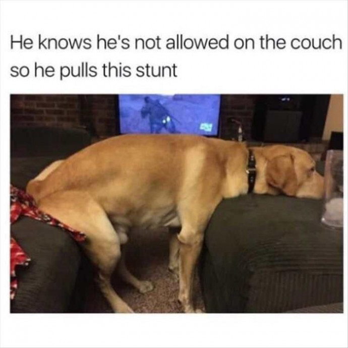 Some Special Funny Pet Memes