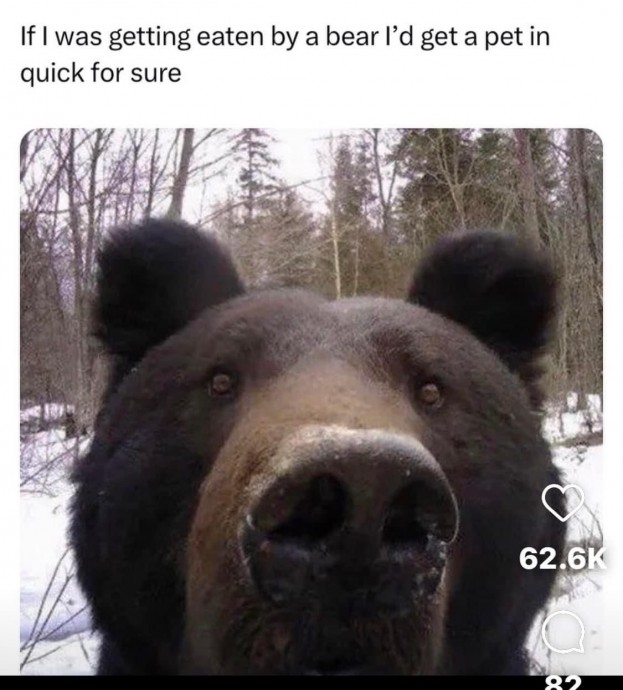 The Funniest Bear Pics to Make You Laugh a Bit