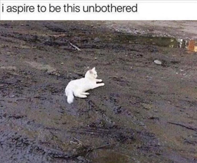 Funny Animal Memes That are Just Cool