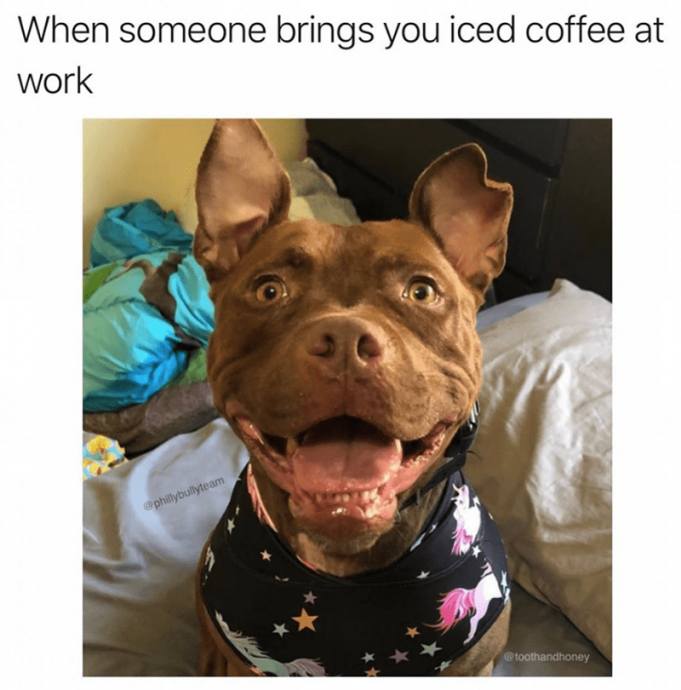 Pet Memes for Absolutely Everyone