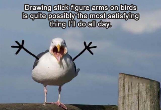 Just some funny birds
