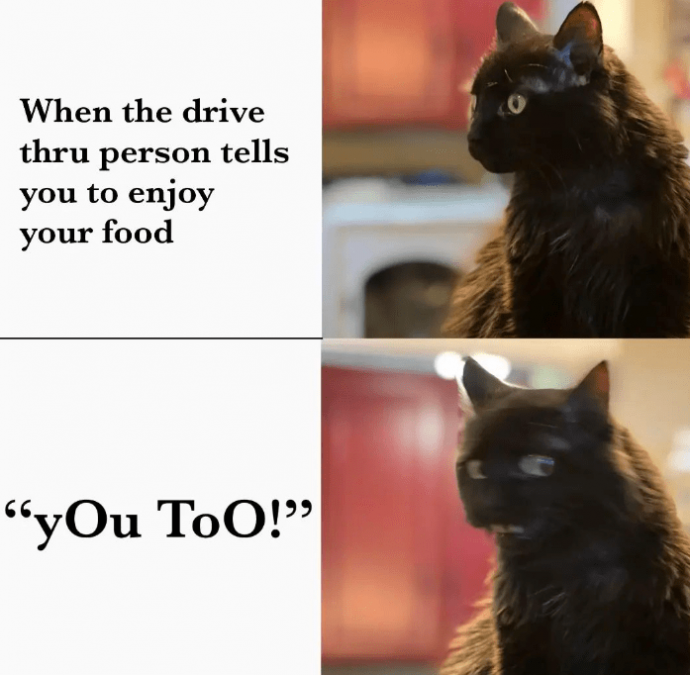 Relatable Feline Memes for Every Cat Owner