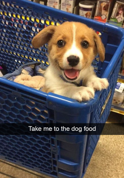 Funny Doggies Snaps You Should Definitely See