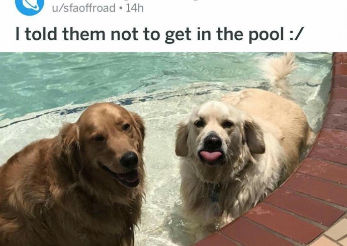 Wonderful Dog Memes on Their Way to Cheer You Up