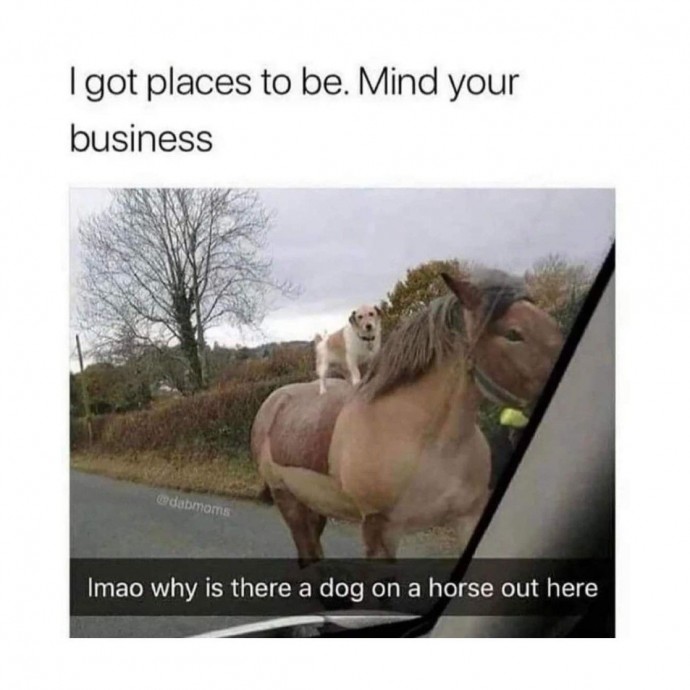 Animal Memes for Your Daily Entertainment