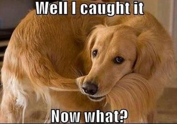 Funny Animal Pics to Start Your Weekend