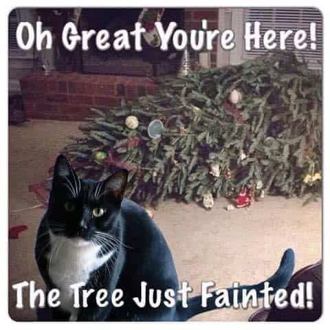 These Holiday Cat Memes Will Get You in the Christmas Spirit