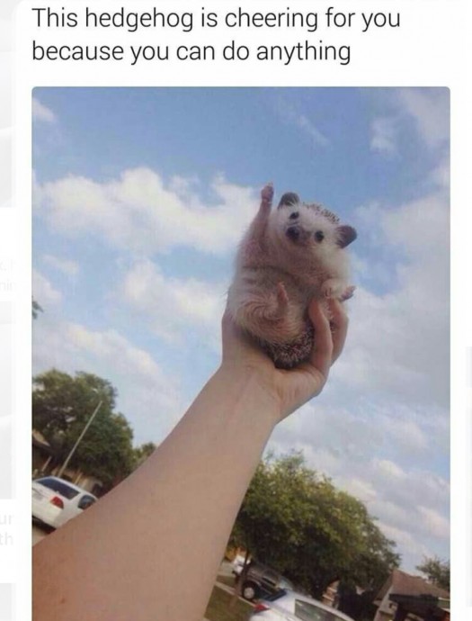 Wonderful Hedgehog Memes to Scroll Through