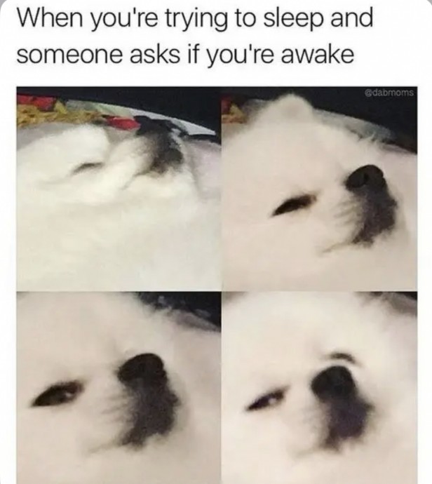 Memes for Those Who Love Sleeping to Look at Before Taking a Nap