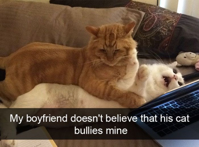 Cat Memes That Will Make You Smile