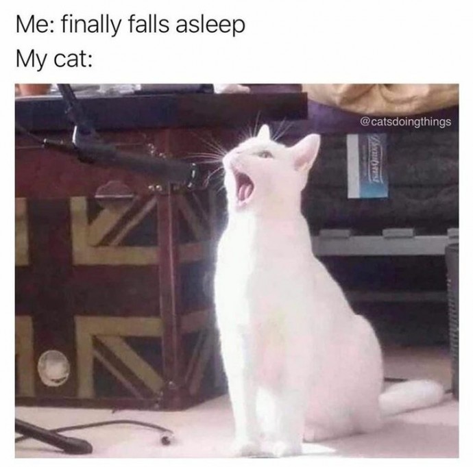 Fresh And Cute Cat Memes