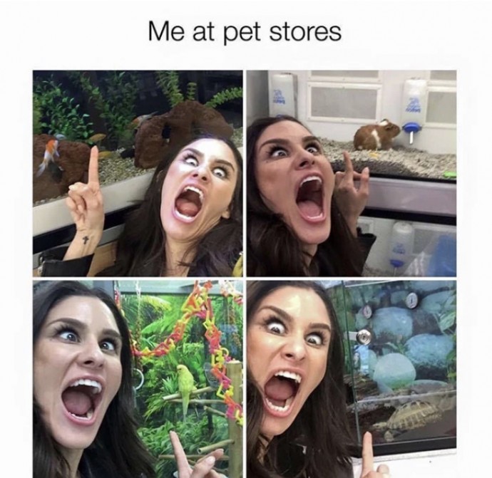 Animal Memes to Get You Through the Day Easily
