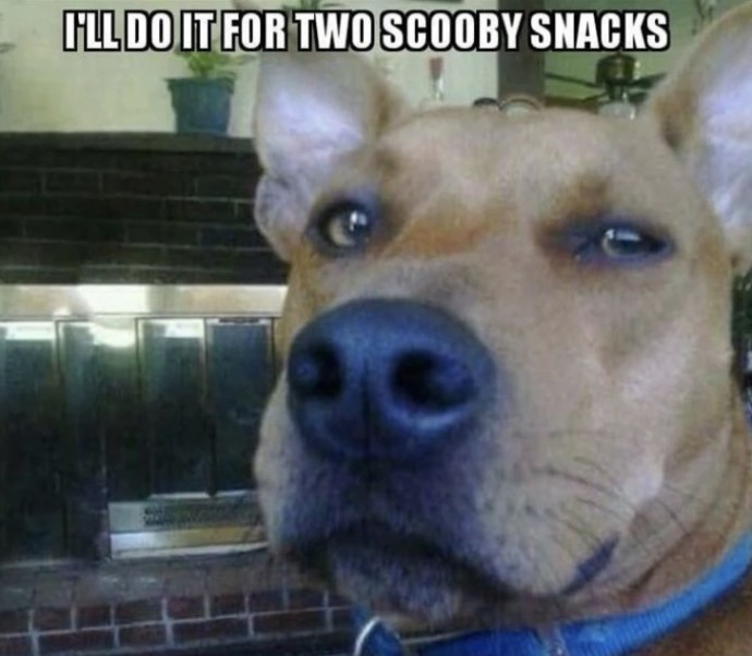 Funny Puppy Memes to Fill You With Love