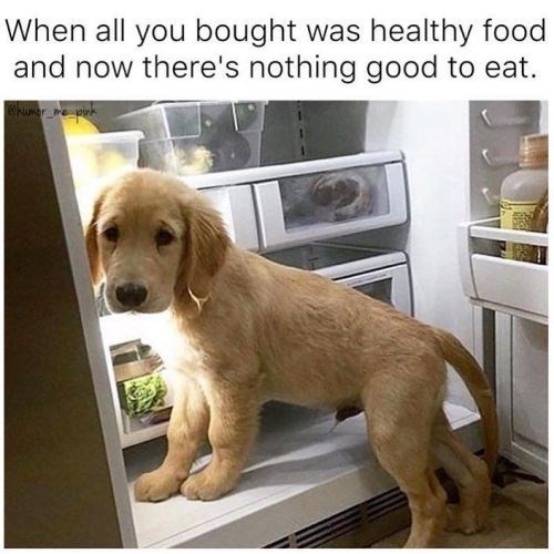 Funny Dog Memes to Help You Feel Much Better