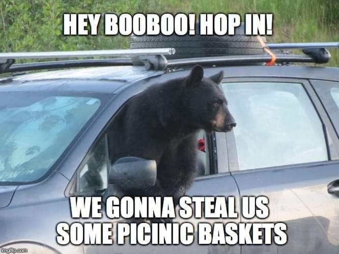 The Funniest Bear Pics to Make You Laugh a Bit