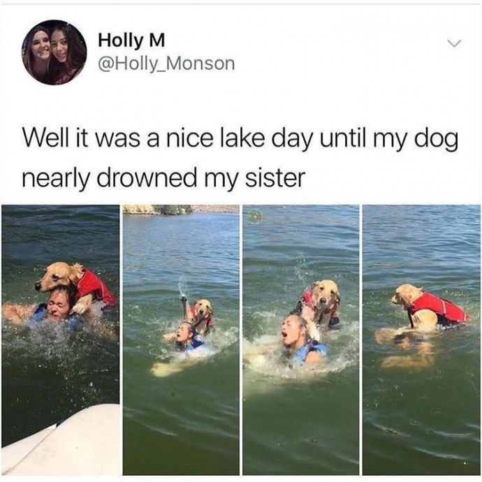Funny Dog Tweets for Your Great Mood