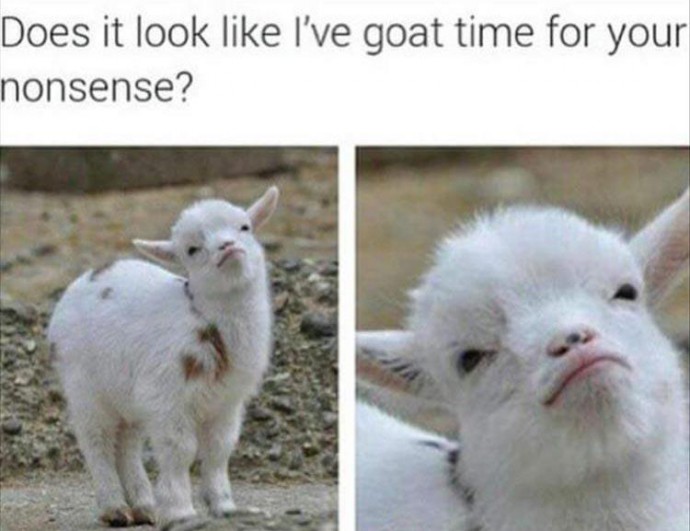 Animal Memes to Have a Great Saturday