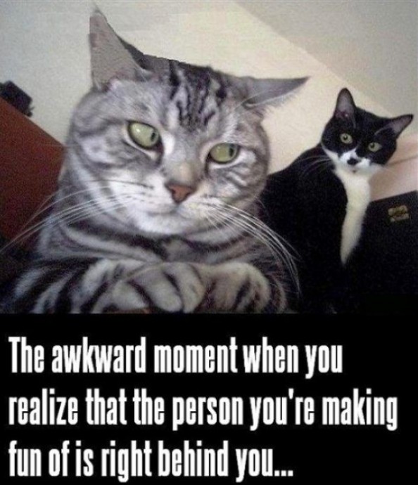 Funny pictures with cats