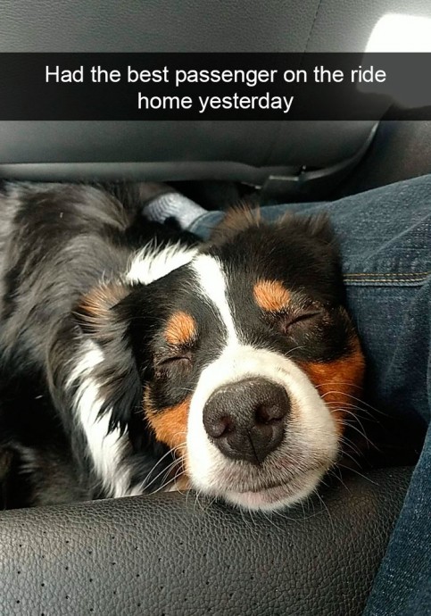 Funny and Cute Dog Snapchats That Will Make Your Day