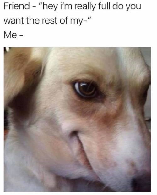 Funny Dog Memes to Help You Feel Much Better