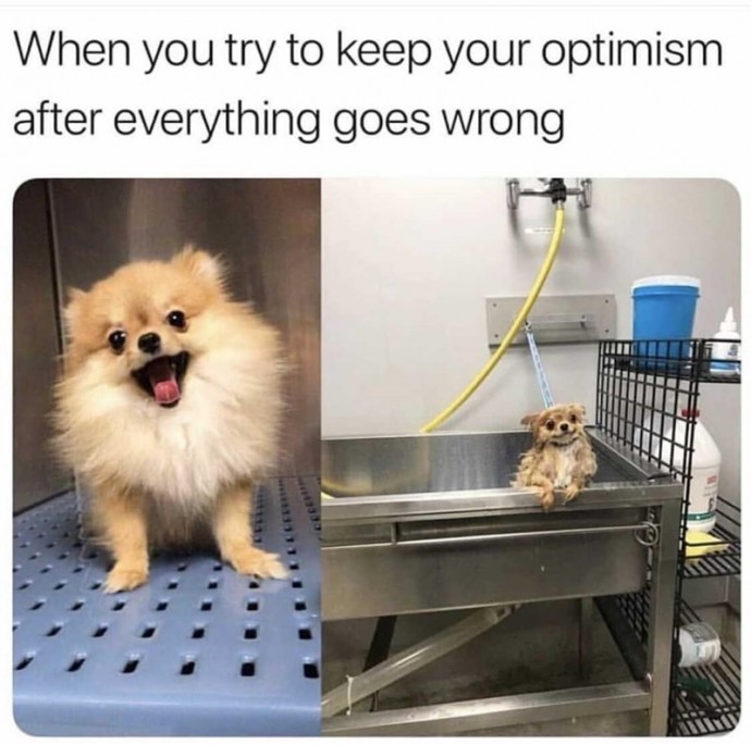 Memes for Doggos Having a Ruff Day