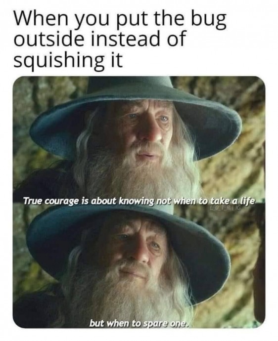 Some Precious Lord of the Rings Memes