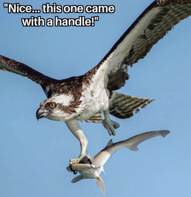 Animal Memes That Will Definitely Make You Laugh