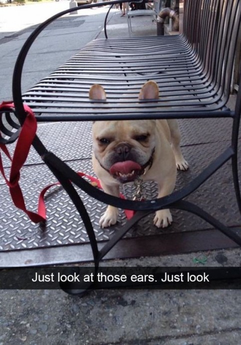 Funny pet pictures will brighten up ur day!
