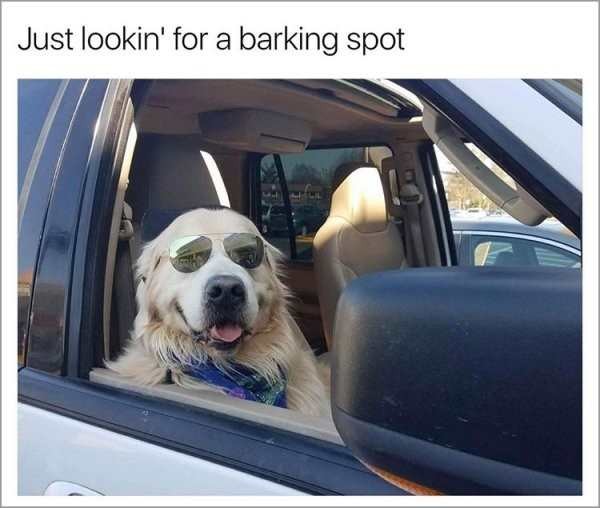 Only dog owners can relate