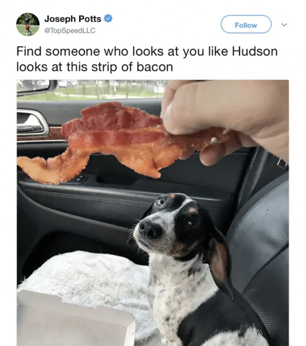 Wholesome and Funny Dog Tweets