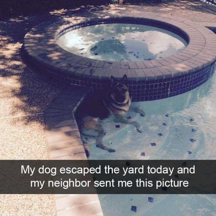 Hilarious and funny dog snapchat pictures