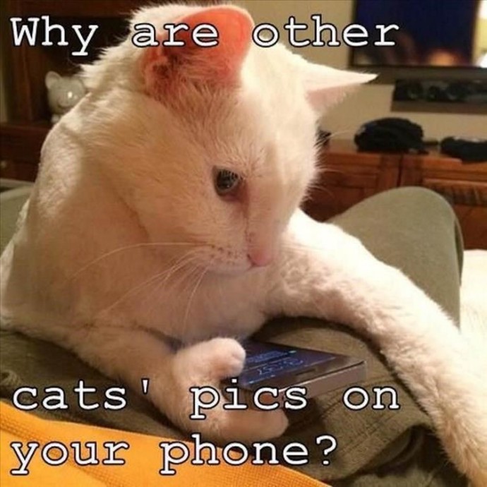 Only cats memes