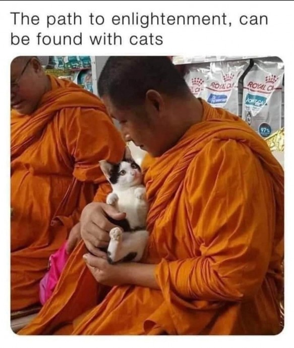 Cat Memes That Will Make You Laugh