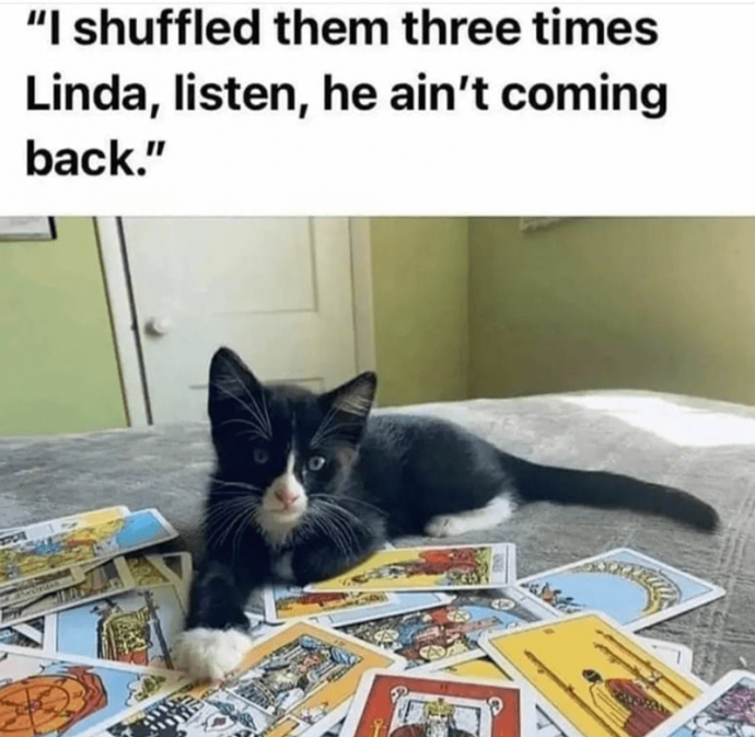 Feline Memes to Feel Better