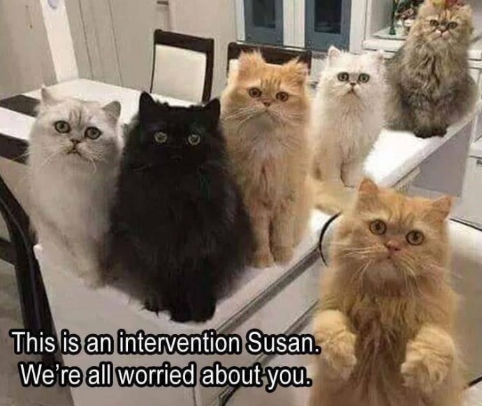 You definitely need some funny cat memes