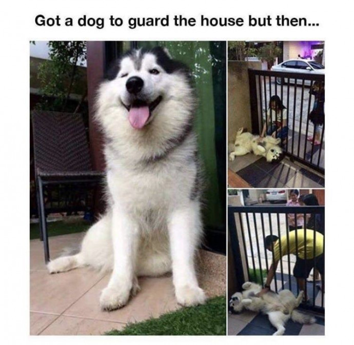 Funny Pups Memes for Your Enjoyment